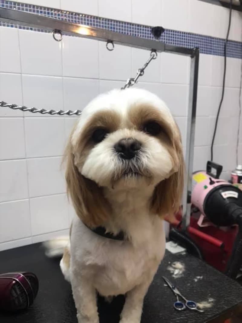 A freshly groomed Shih Tzu on the grooming table in the tiled salon, dryer and clippers behind