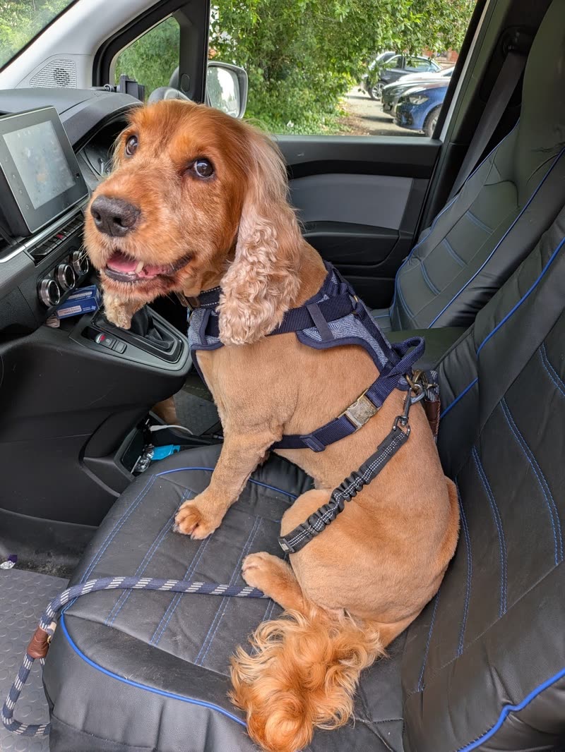 A golden cocker spaniel in a harness on a seat cover in the back of a car