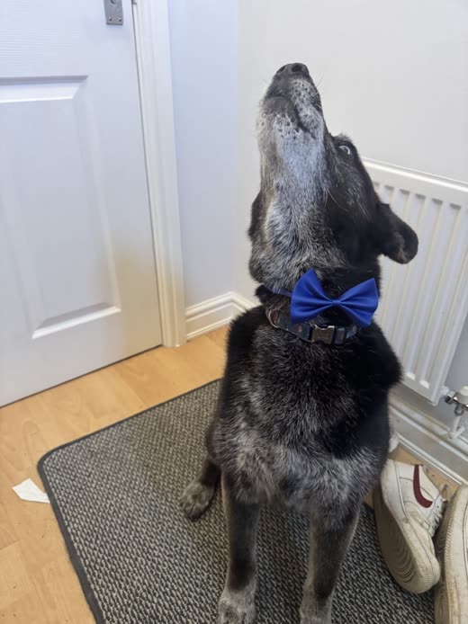 A merle collie-type dog in a blue bow tie standing in a hallway after its groom