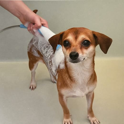 A small dog being washed in a grooming bath