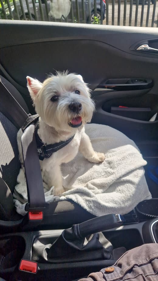 A small white terrier-cross in a seatbelt harness on a car seat
